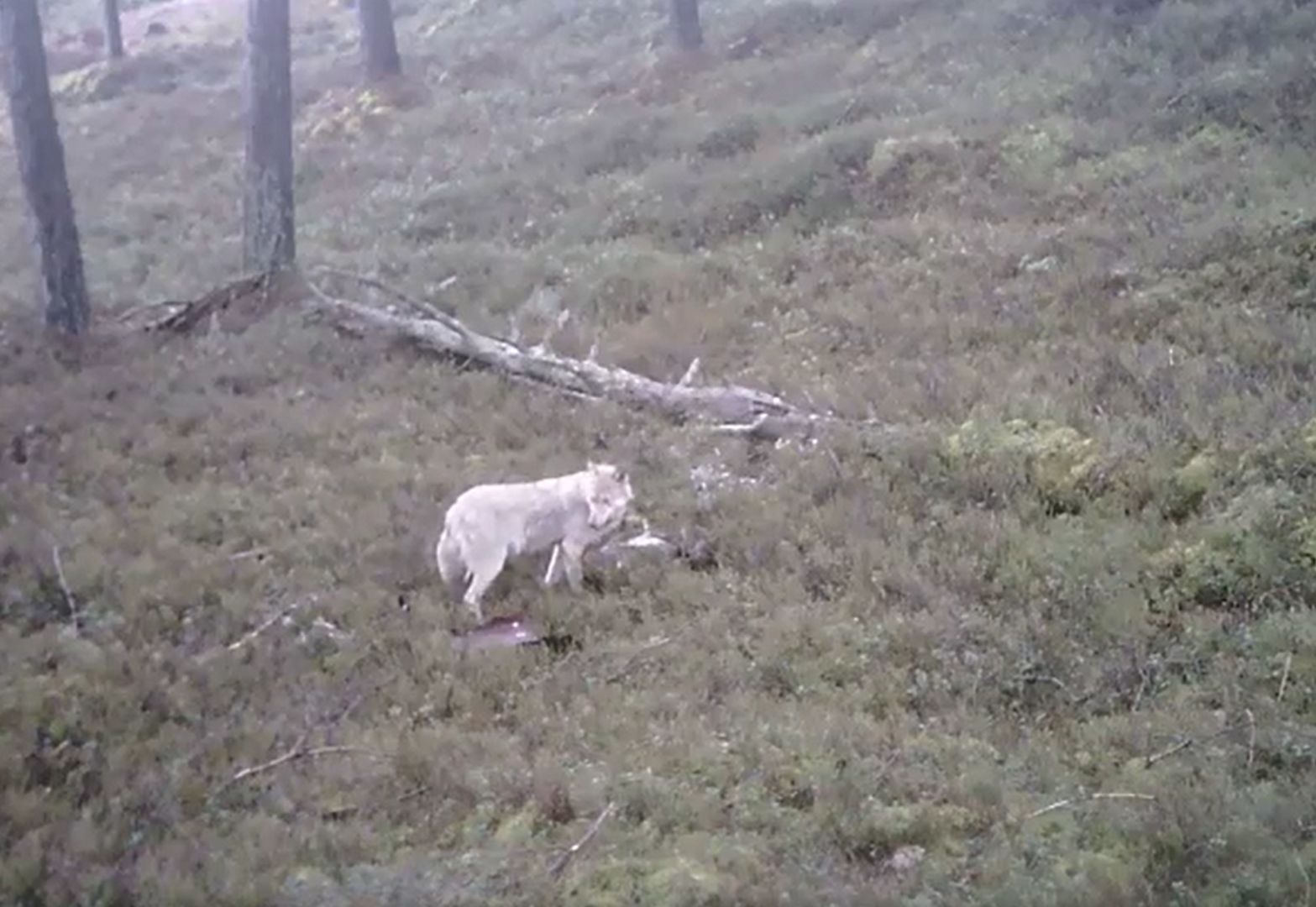 Leśnicy pokazali nagranie. Czegoś takiego dawno nie widzieli