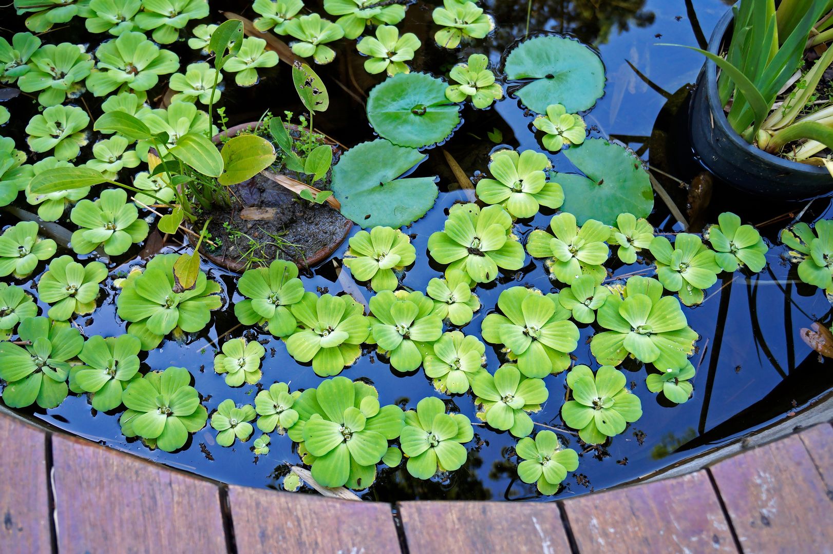 Pistia rozetkowa, czyli popularna "sałata wodna"