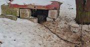 Zamiast schronienia – blacha i łańcuchy. 16 psów odebranych z posesji w gminie Mircze