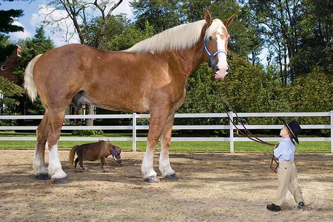 Big Jake miał 210,19 metra wzrostu, a Thumbelina zaledwie 44,5 cm. Dzięki swoim rozmiarom 19 stycznia 2010 roku zostali największym i najmniejszym koniem świata.