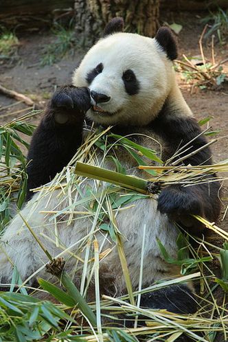 Urojona ciąża pandy tematem narodowym w Chinach