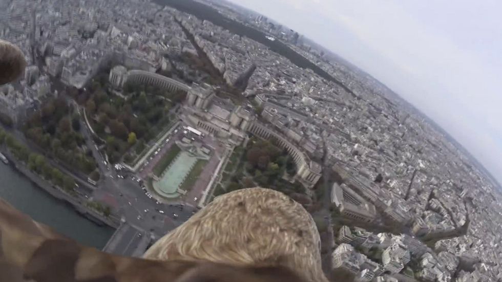 Zapomnijcie o dronach! Oto prawdziwe latanie: orzeł z kamerą nad Paryżem 1