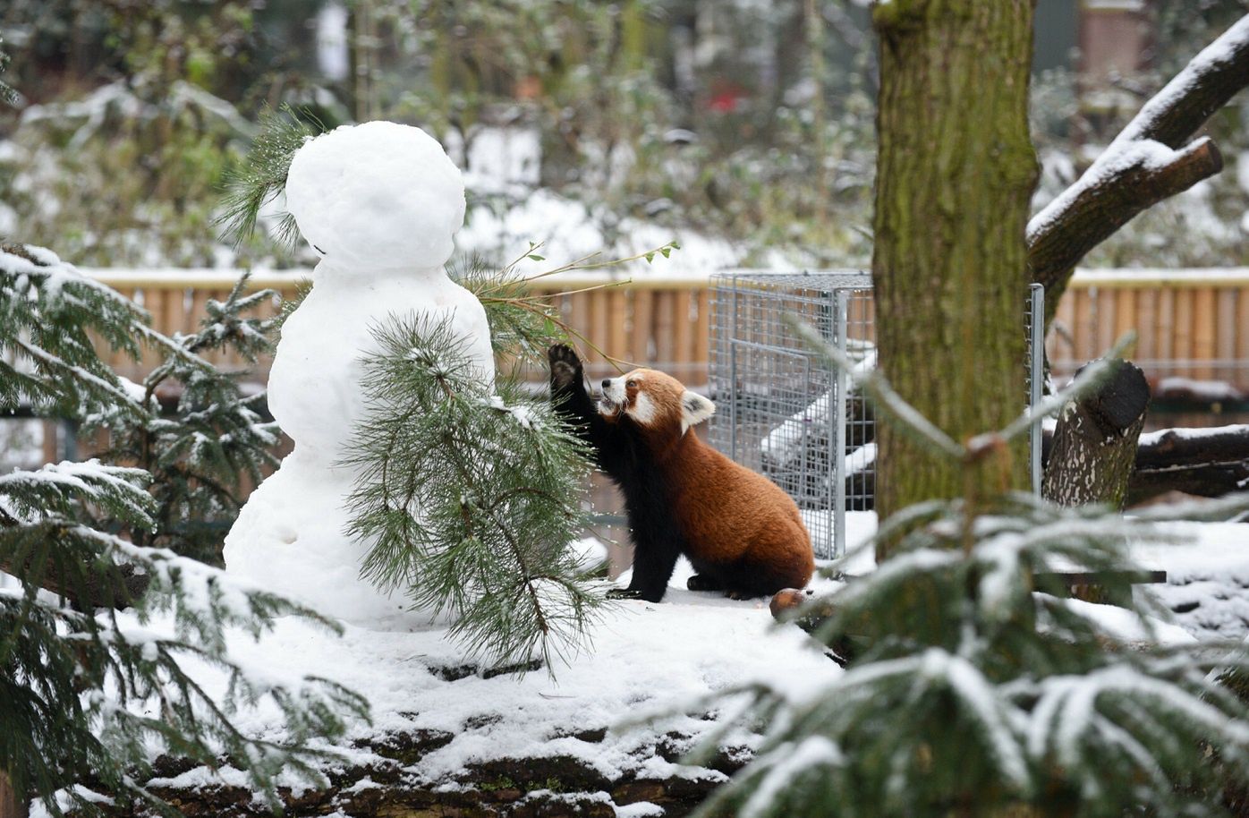 Mieszkańcy Torunia (woj. kujawsko-pomorskie) szykują się na kolejne białe dni