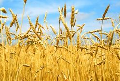 Producenci zbóż: dobre zbiory, ale niskie ceny