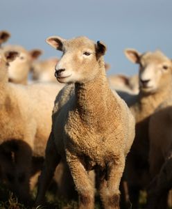 Koszmar na czterech nogach. Gang dzikich owiec terroryzuje walijską wioskę