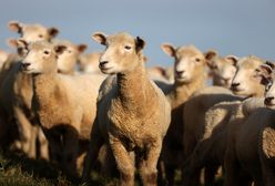 Koszmar na czterech nogach. Gang dzikich owiec terroryzuje walijską wioskę