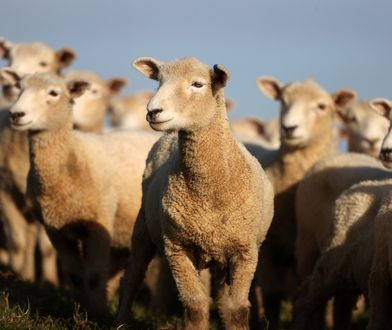 Koszmar na czterech nogach. Gang dzikich owiec terroryzuje walijską wioskę