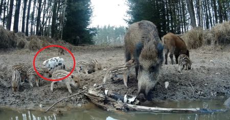 Można je spotkać coraz częściej. Leśnicy tłumaczą