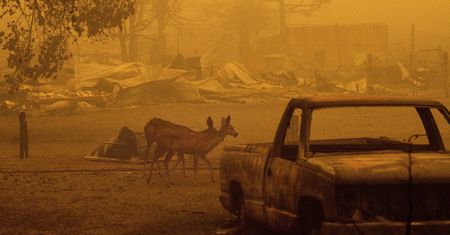 Kalifornia płonie. Pożar "Dixie" sieje zniszczenie i zatruwa powietrze