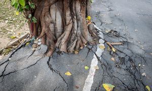 Nie sadź blisko domu. Kto nie wiedział, teraz pluje sobie w brodę