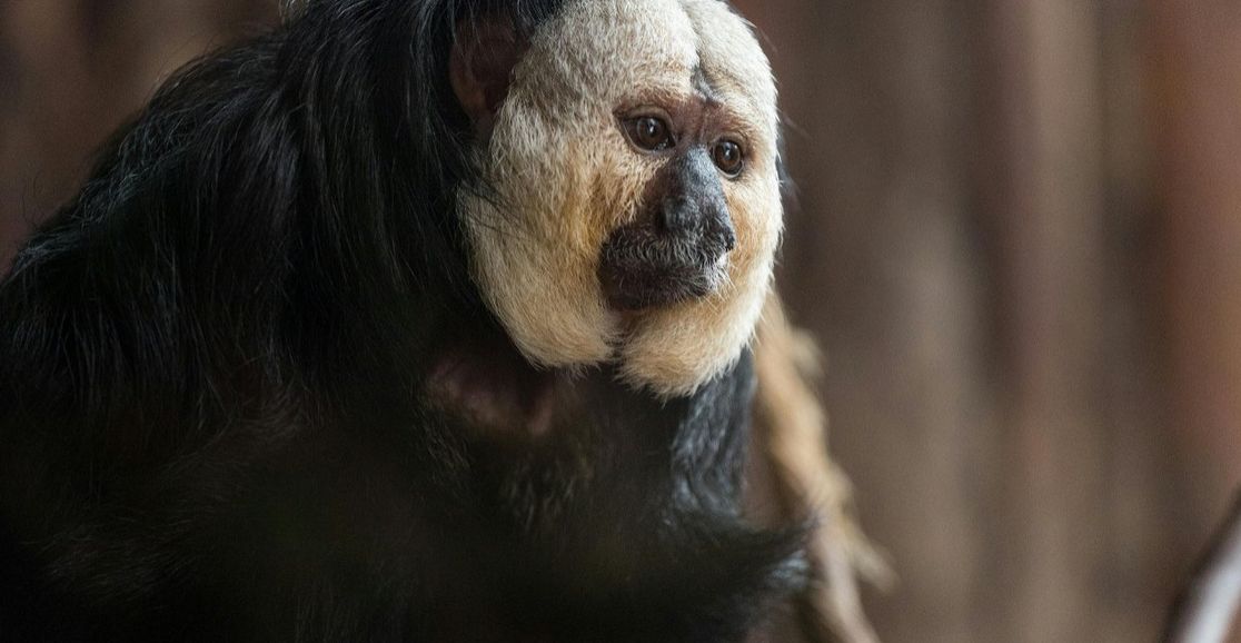 Zoo w Poznaniu ma nowego mieszkańca. Poznajcie Lorenzo
