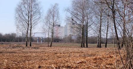 Wycinka drzew przy al. Witosa zaniepokoiła mieszkańców. Urząd Miasta: nie stwierdzono nieprawidłowości [ZDJĘCIA]