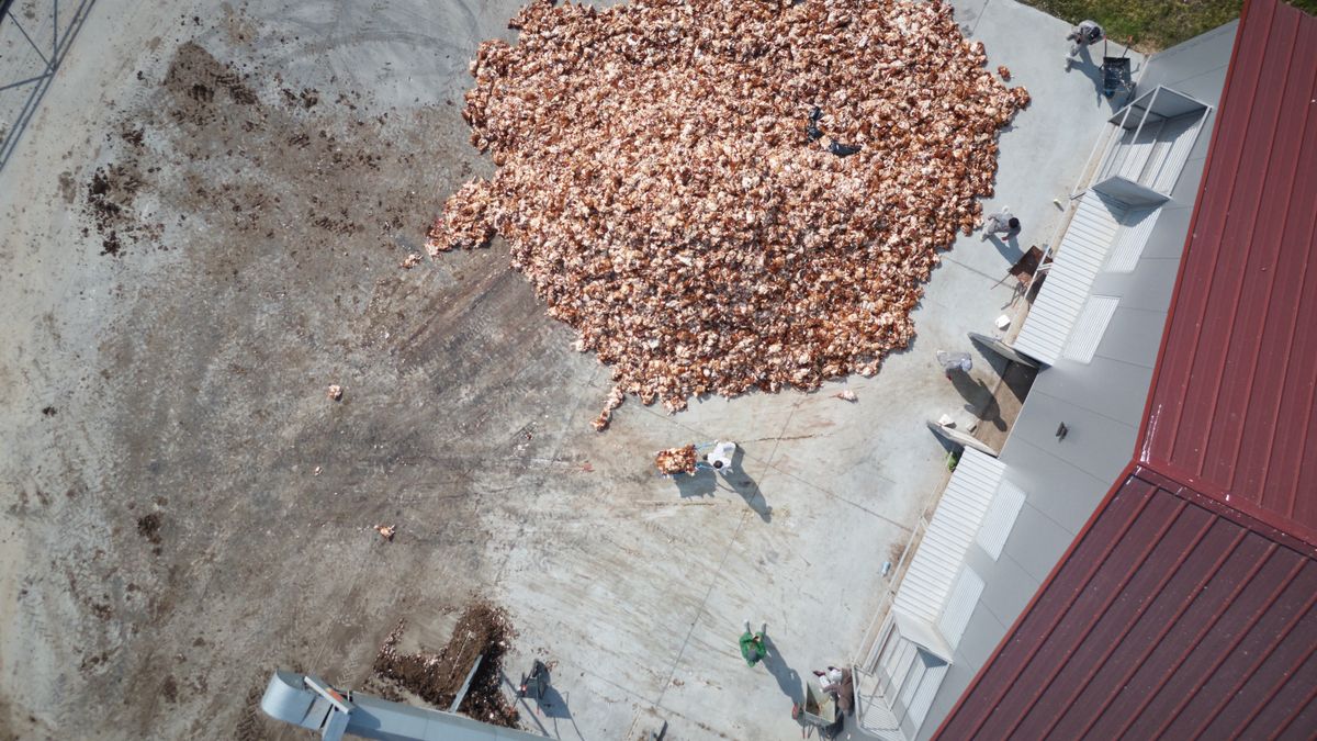 W powiecie żuromińskim zagazowano już miliony kurczaków. Brakuje miejsc do ich utylizowania.