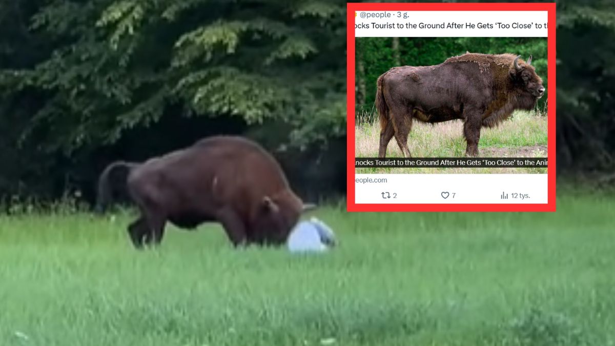 Magazyn "People" napisał o polskim żubrze.