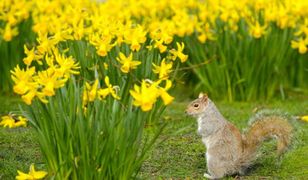 Jaka będzie wiosna? Oto najnowsza prognoza sezonowa