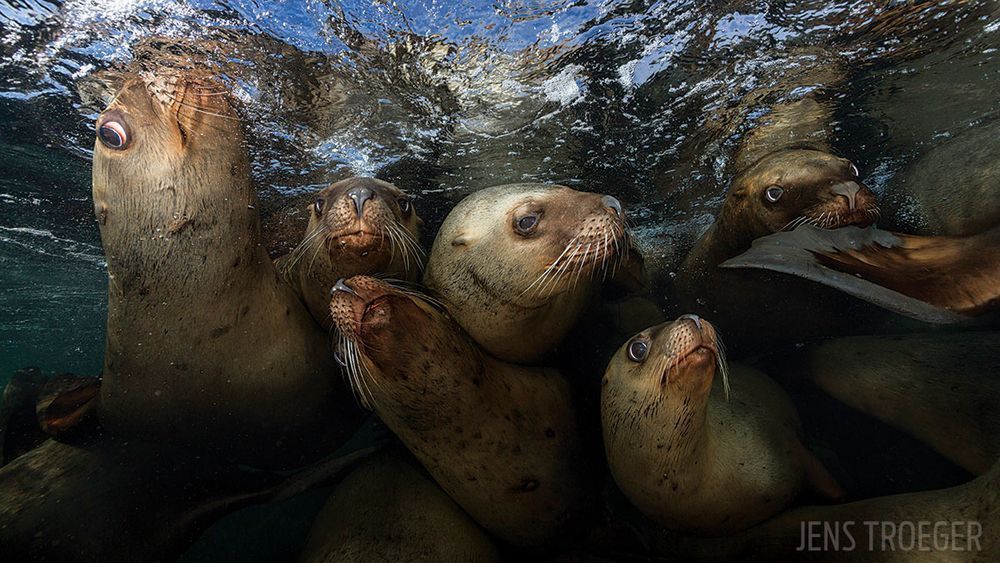 Laureaci Underwater Photo Contest odkrywają przed nami ogrom piękna podwodnych głębin 5