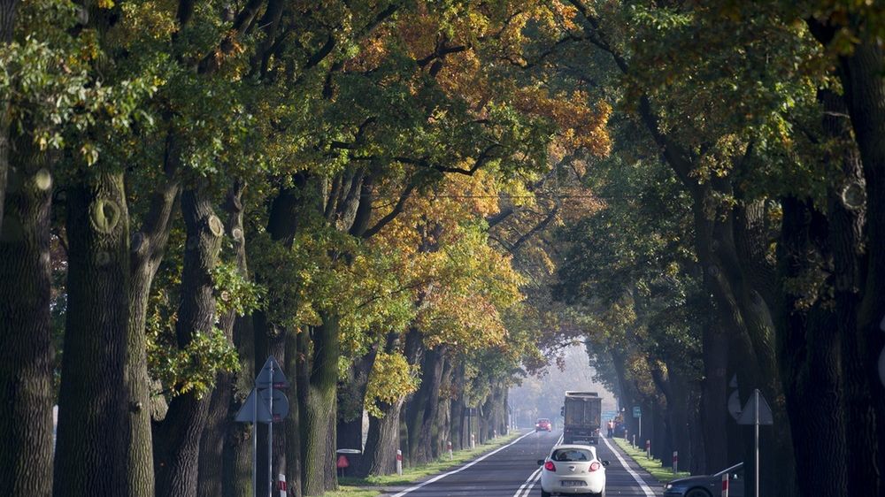 Każdego roku w wyniku zderzeń z przydrożnymi drzewami ginie prawie pół tysiąca osób, a ok. 2,5 tys. zostaje rannych