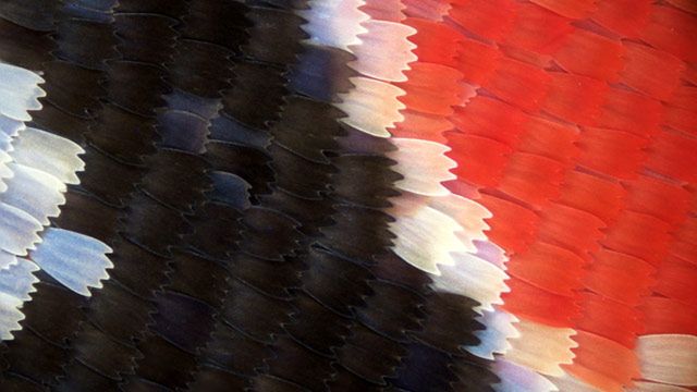 Wiecie, co to takiego? 1