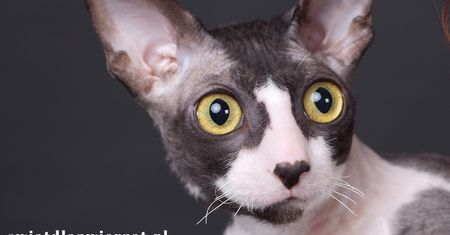 Koty rasy cornish rex – eleganckie i zabawne, ale nie dla każdego