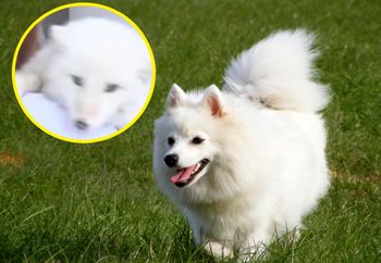 Kupiła "szczeniaka" za 140 funtów. Nabrała podejrzeń, bo nie szczekał