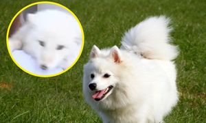 Kupiła "szczeniaka" za 140 funtów. Nabrała podejrzeń, bo nie szczekał