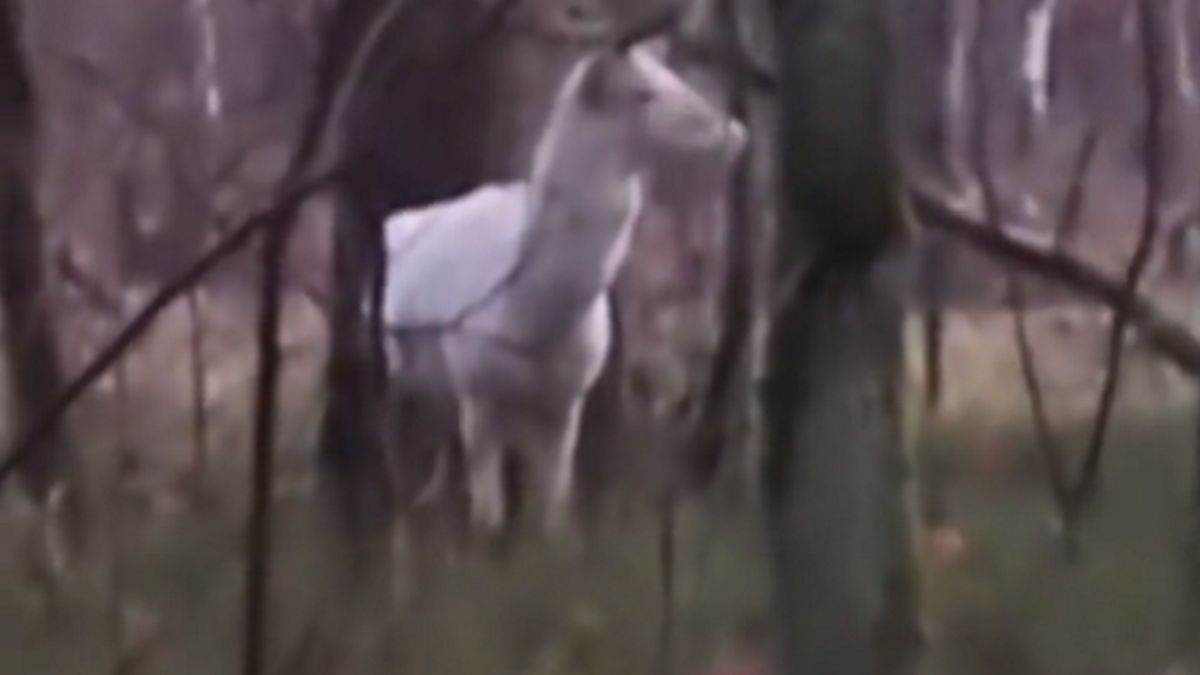 Leśnicy pokazali nagranie