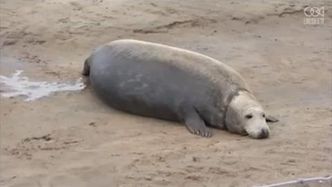 Niezwykły film z narodzin małej foki