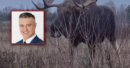 Radny z Dąbrowy Górniczej pokazał nagranie z łosiem. Zrobił to ku przestrodze