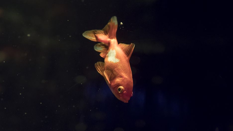 TOKYO, JAPAN - MARCH 06: Kingyo (goldfish) swim in a tank during the Cherry Blossom x Goldfish exhibition at the Art Aquarium Museum on March 06, 2021 in Tokyo, Japan. This seasonally-themed goldfish exhibition will be held from March 6 to May 9, 2021. (Photo by Tomohiro Ohsumi/Getty Images)