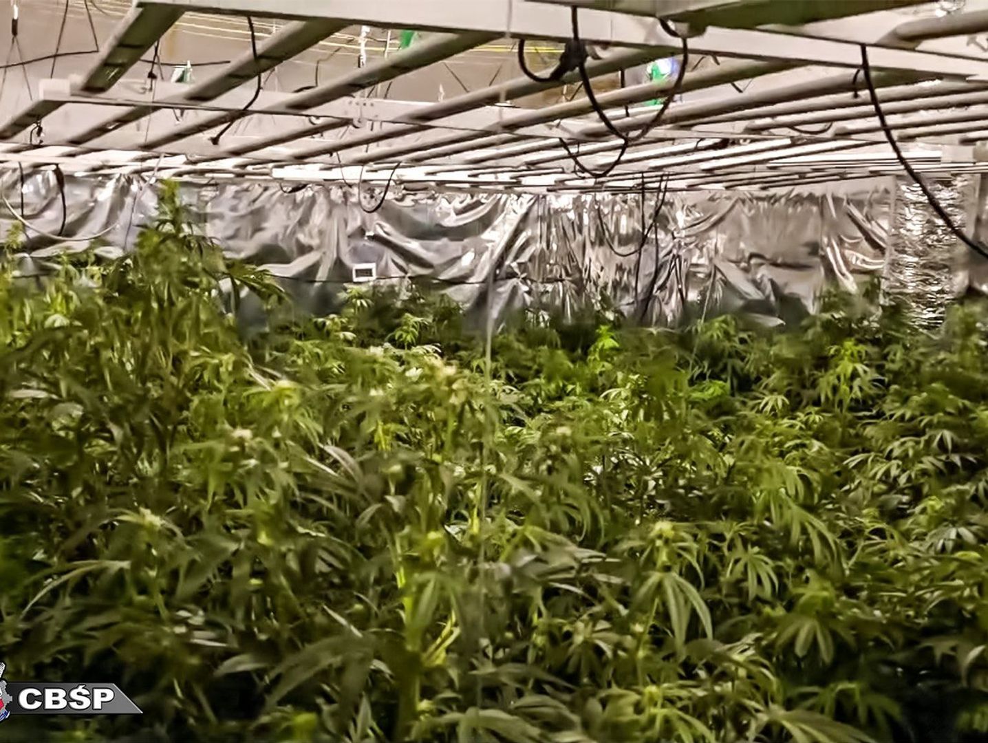 CBŚP rozbiło dwie zorganizowane grupy przestępcze zajmujące się produkcją marihuany