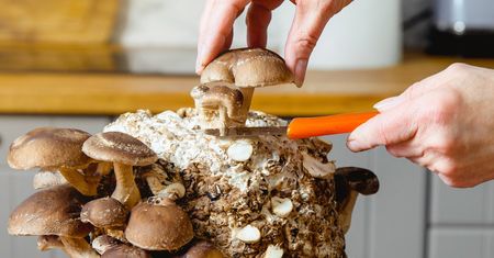 Grzybnię kupisz w internecie. Pierwszy zbiór już po tygodniu