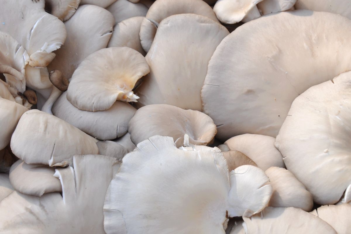 Oyster mushrooms are not only tasty but also healthy.