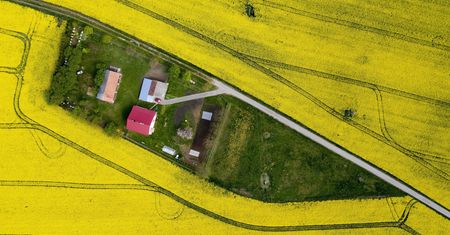 Pola rzepaku w Polsce. Media społecznościowe zalała fala zdjęć