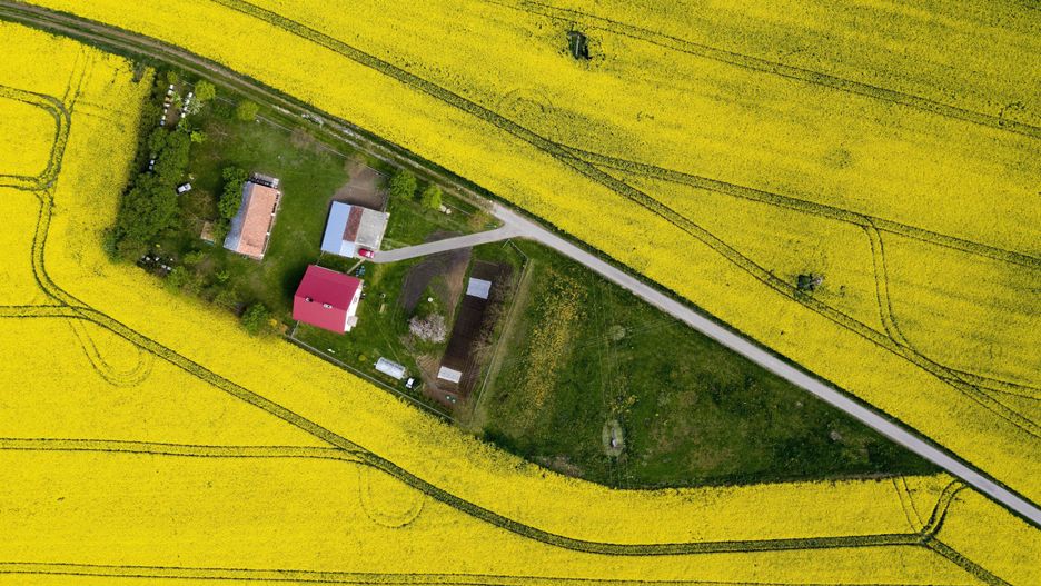 Kwitnący rzepak w okolicy Kniażyc