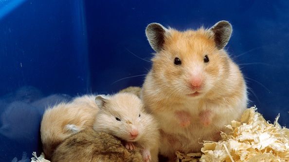 Wyniki testów na chomikach informują o skuteczności stosowania masek.
