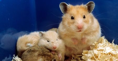 Koronawirus: Badania na chomikach pozwoliły ocenić skuteczność noszenia masek