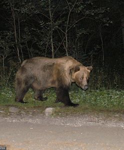 Niedźwiedź w Bieszczadach. Chodzi między domkami letniskowymi. Ostrzeżenie