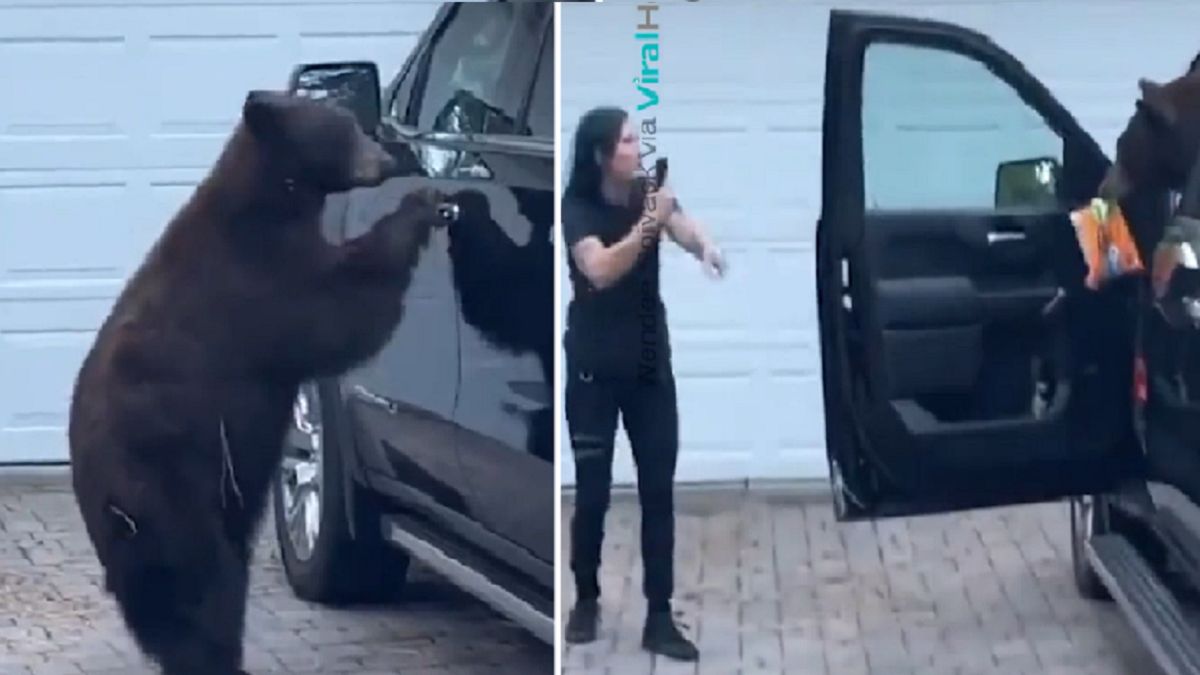 Niedźwiedź w samochodzie 