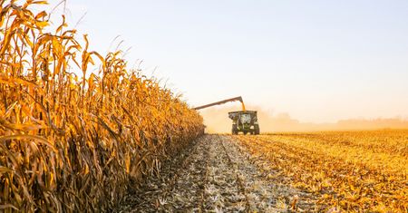 Fuzarium atakuje kolby. To może być ostatni tydzień. Potem zapłacisz za zwłokę