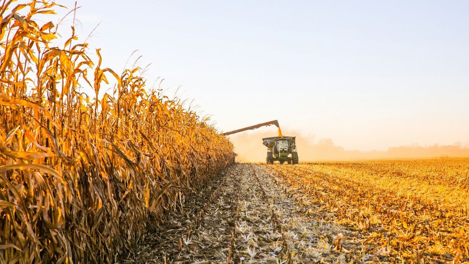 Ziarno kukurydzy jest jednym z najważniejszych surowców rolniczych w Polsce, mającym wszechstronne zastosowanie, głównie w przemyśle paszowym i spożywczym, a także w sektorze energetycznym.