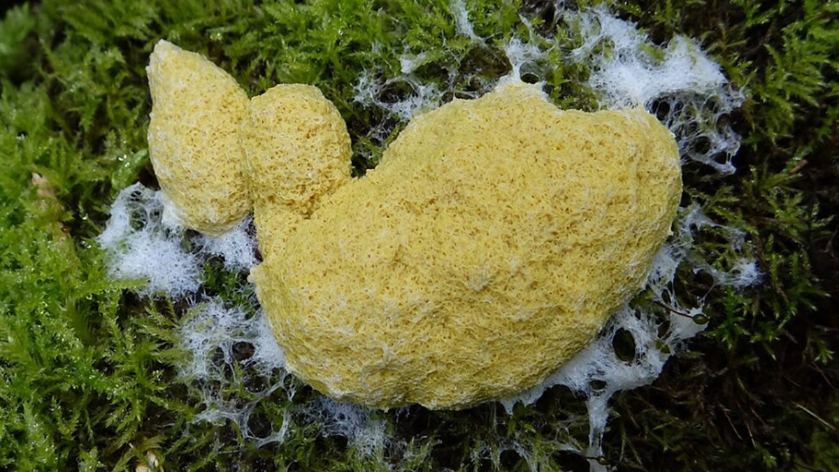 Tak wygląda "masło czarownic".