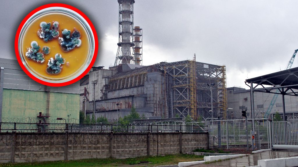 Tajemniczy grzyb z Czarnobyla 