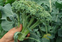 Brokuły – właściwości i wartości odżywcze