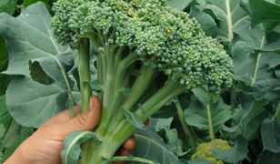 Brokuły – właściwości i wartości odżywcze