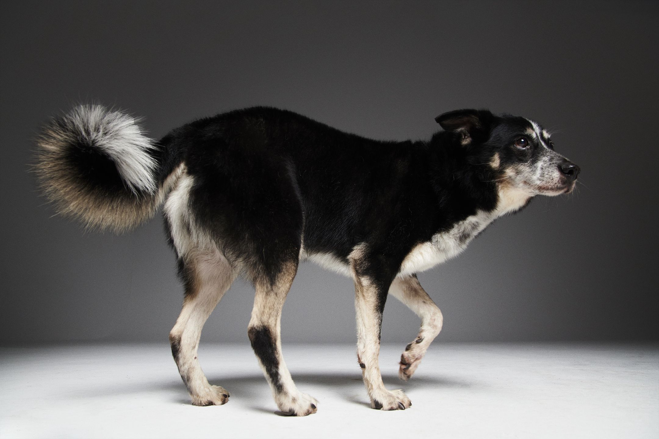 #AdoptujŚwiadomie: Pudelek szuka domu dla przyjaznego Kaziutka