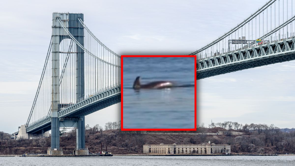 Delfiny w Nowym Jorku