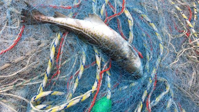 Nie dość, że jest ich mniej, to zmniejsza się również średnia masa dorszy. W ciągu 6 lat nawet o 30 proc.