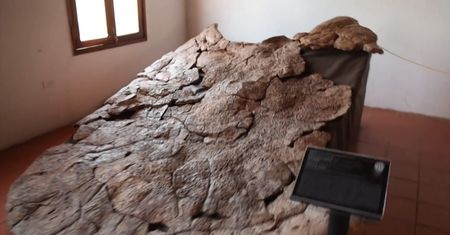 Był wielkości samochodu. Polowały na niego gigantyczne krokodyle