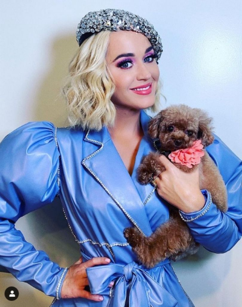 Pies Katy Perry przeszedł na weganizm? 