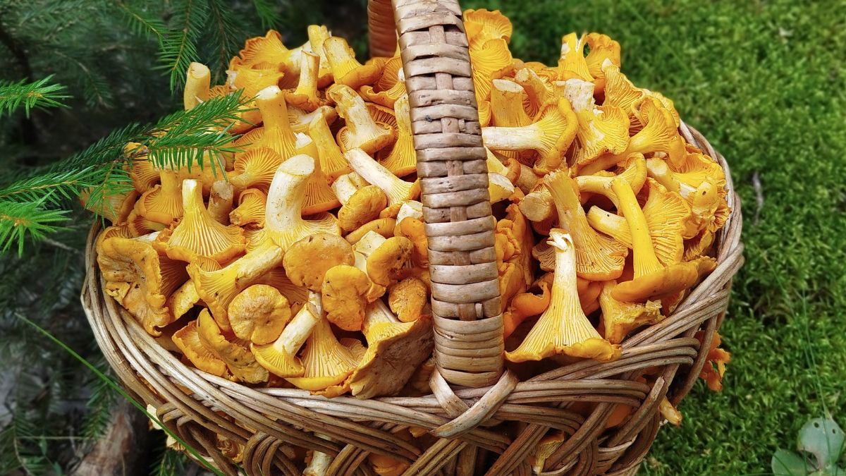 Kurki coraz częściej pojawiają się w polskich lasach